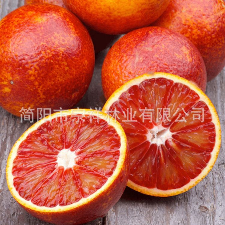  优质塔罗科血橙苗 一年成品树苗 嫁接水果成苗