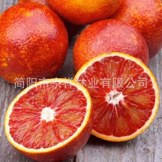 简阳市 优质塔罗科血橙苗 一年成品树苗 嫁接水果成苗
