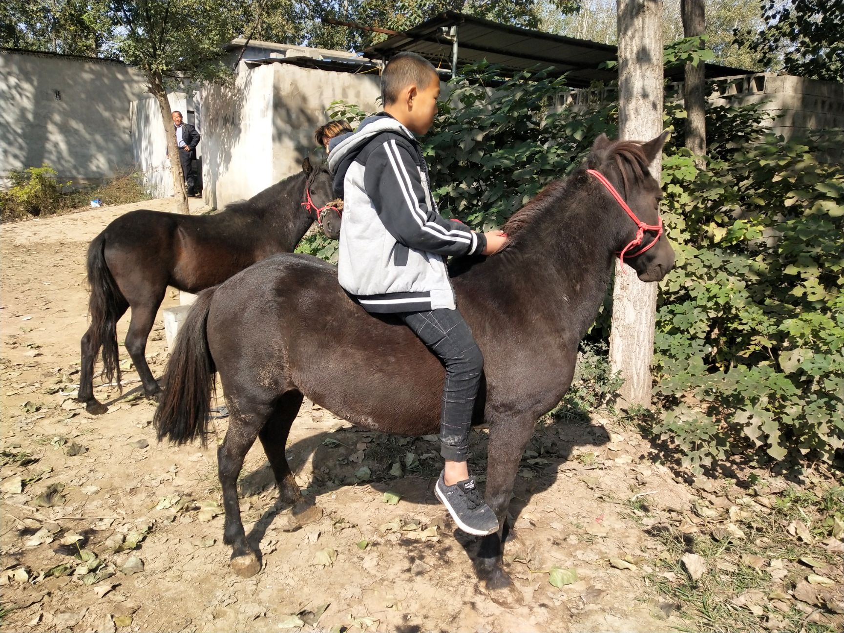 德保矮馬養殖場景點用馬教學馬矮腳馬活真馬