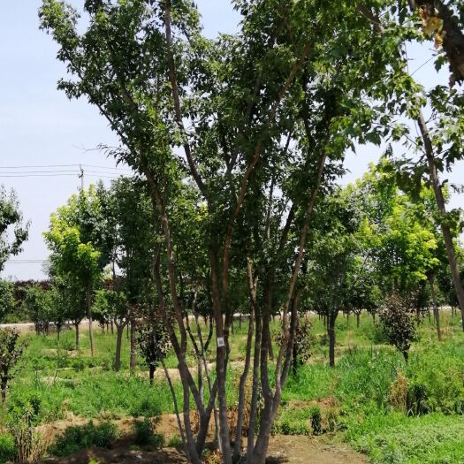 宁阳县 丛生茶条槭