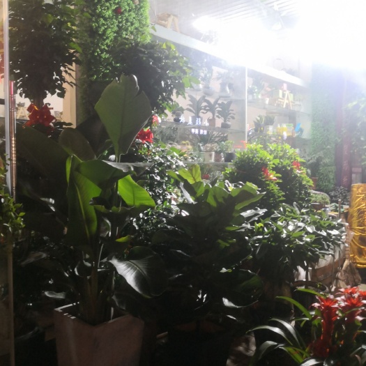 江阴市香花茶 鲜花绿植