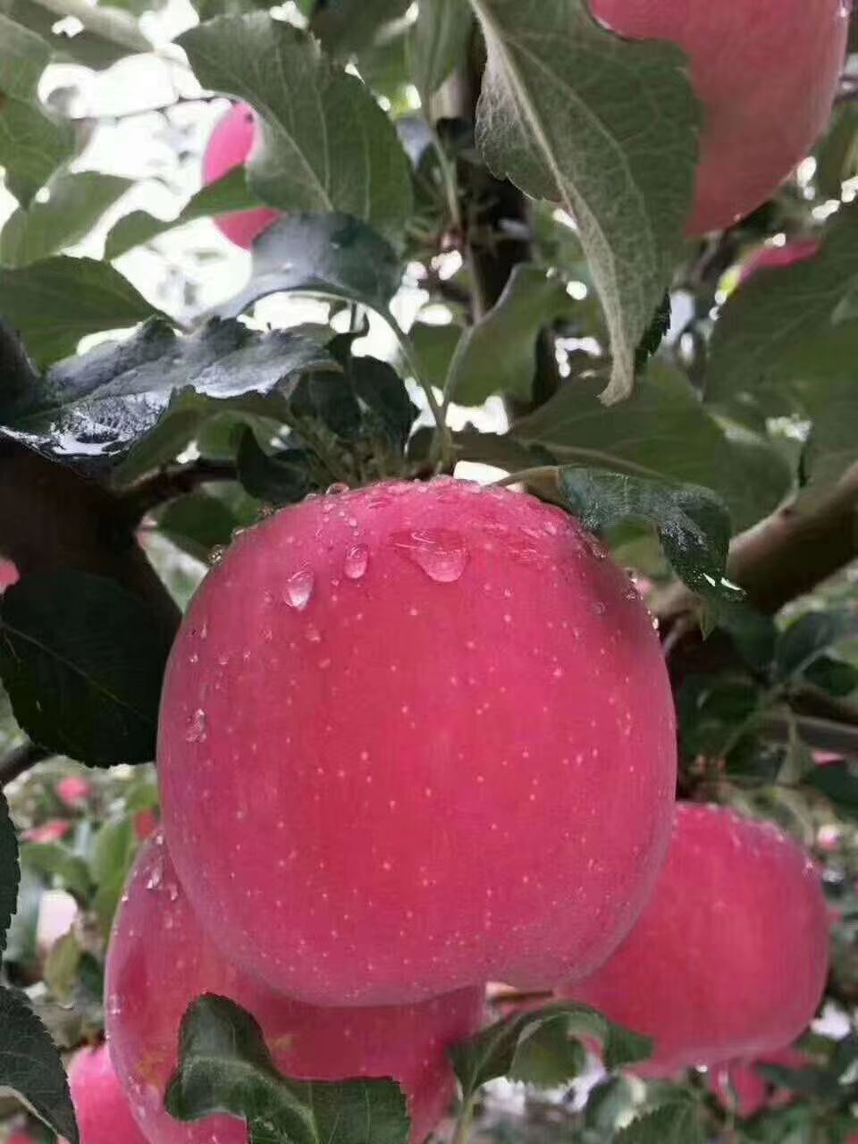 高原红苹果 洛川红富士