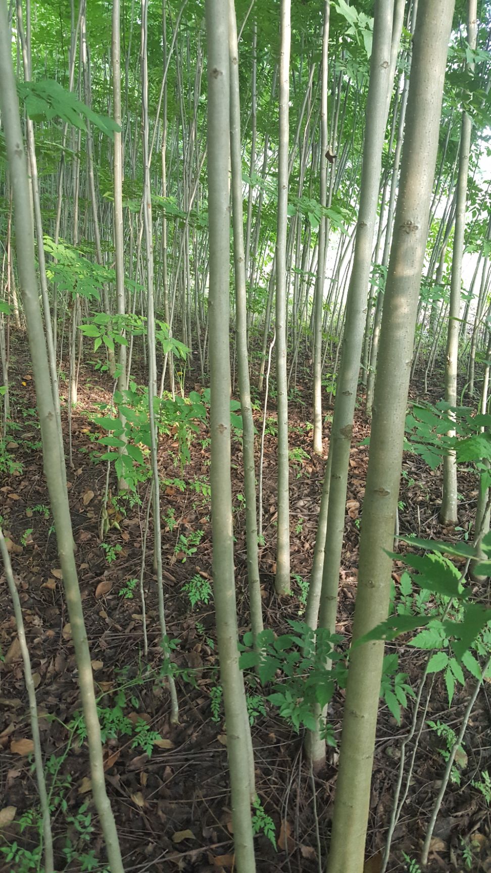  核桃苗1公分至6公分