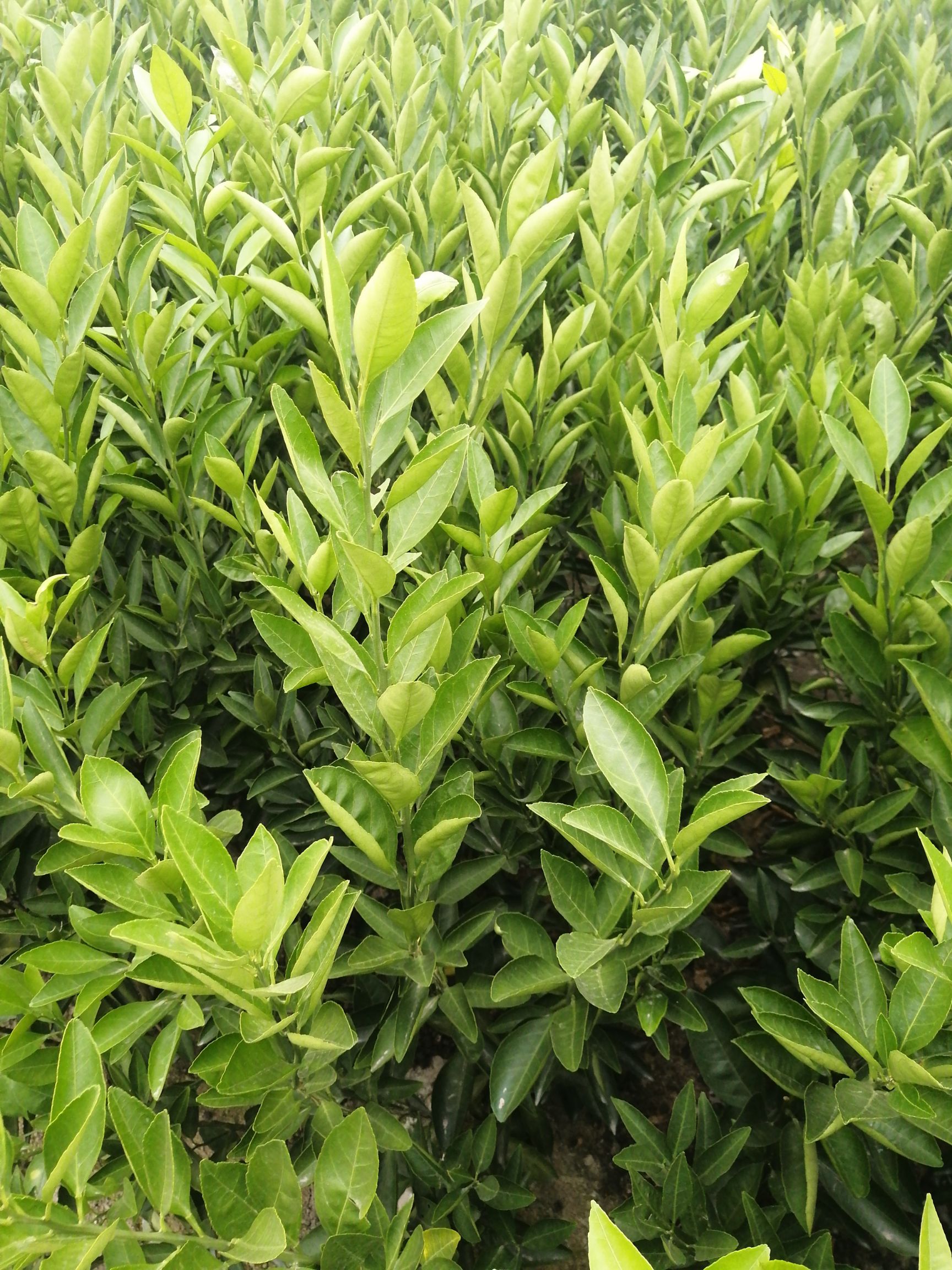 日南一号柑桔苗 特早熟日南蜜桔苗,有假包赔