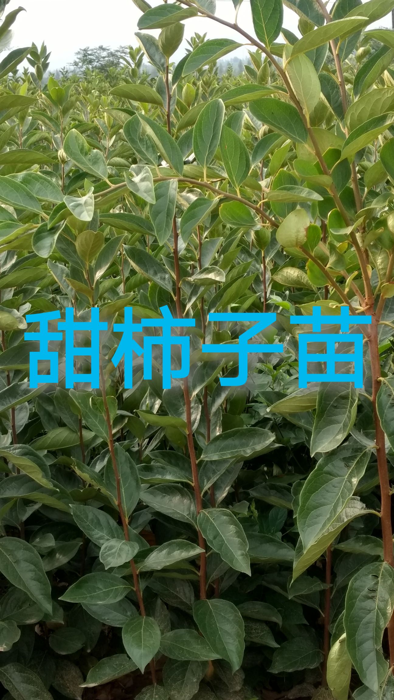日本甜柿子苗  脆甜柿子苗，阳丰柿子苗原产地品质保证