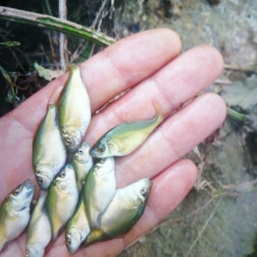 毕节 裸鲤苗，草鱼，鲤鱼，各种鱼苗，品种纯，成活率商，可送货上门