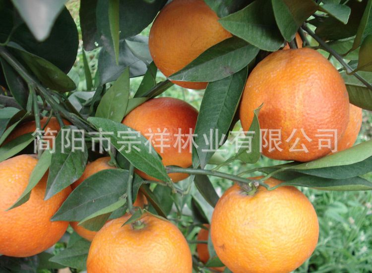  优质塔罗科血橙苗 一年成品树苗 嫁接水果成苗