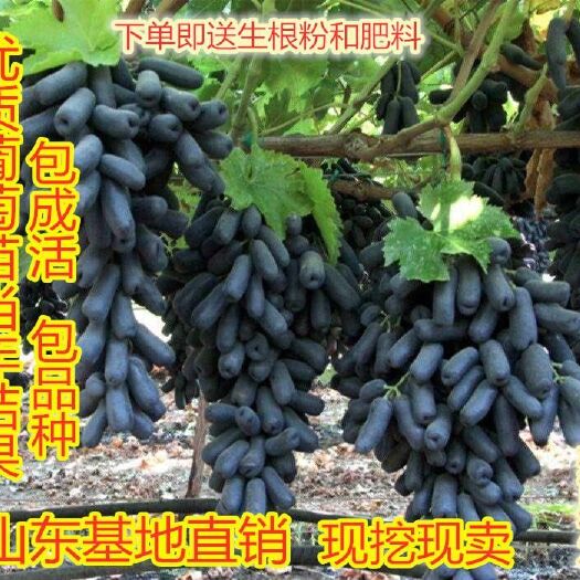 平邑县蓝宝石葡萄苗 基地直销 现挖现卖 包品种 包成活 包结果 赠送生根粉和肥料