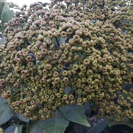 灵川县吴茱萸 特高产苗 含油性 挥发香味足 重量足