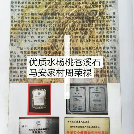 水杨桃砧木  猕猴桃新型砧木水杨桃苗获得国家专利学名(广砧一号苍溪石马安家