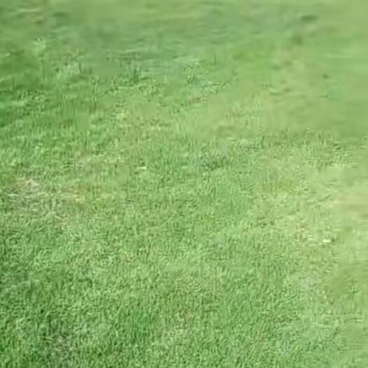 滁州 安徽省滁州市南谯区龙大草坪园艺场
