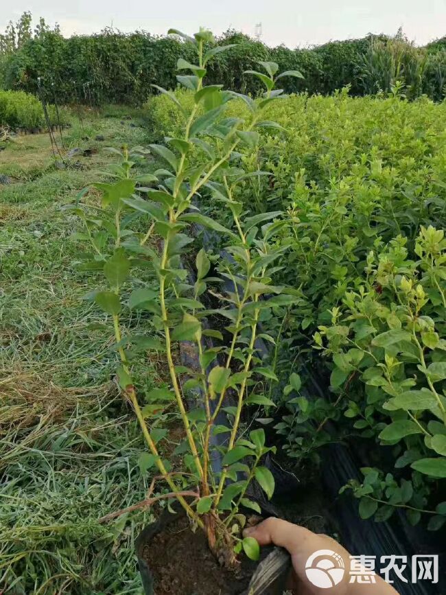 蓝莓苗 1-3年蓝莓苗新品种蓝莓苗 营养杯蓝莓苗