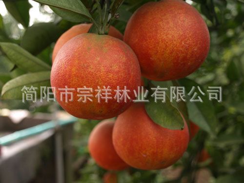  优质塔罗科血橙苗 一年成品树苗 嫁接水果成苗