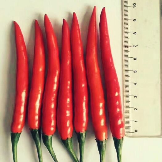 开远市菜椒 5~10cm 特辣 红色