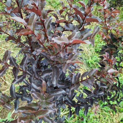 荆州红花紫薇 火焰等两个品种。地径2~4cm。高约1.5m。量大