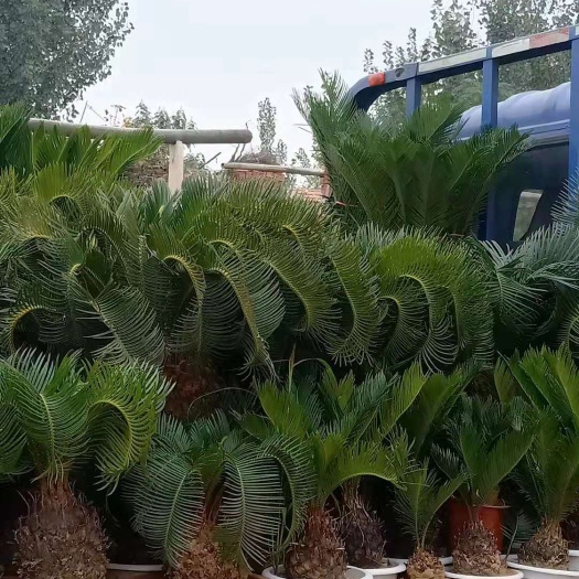 平邑县羊角铁树 铁树 古树 老桩 盆景