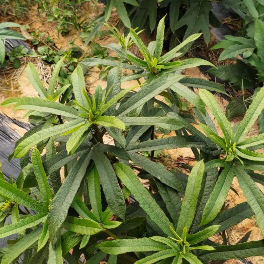 灵山县五指毛桃苗 种植图片，只供参考！