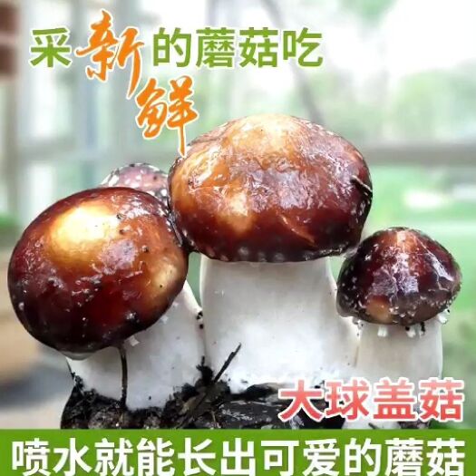 阳谷县 新鲜赤松茸蘑菇，营养价值比一般的蘑菇高很多，订货量大优惠