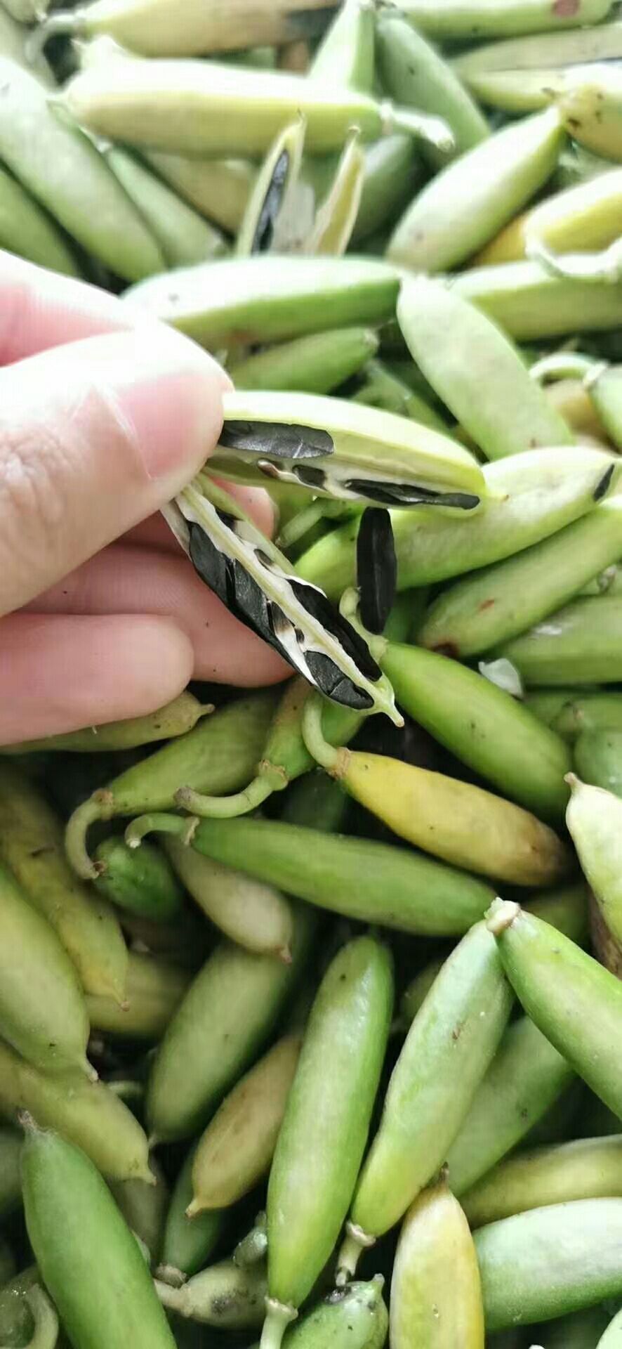 玉簪花