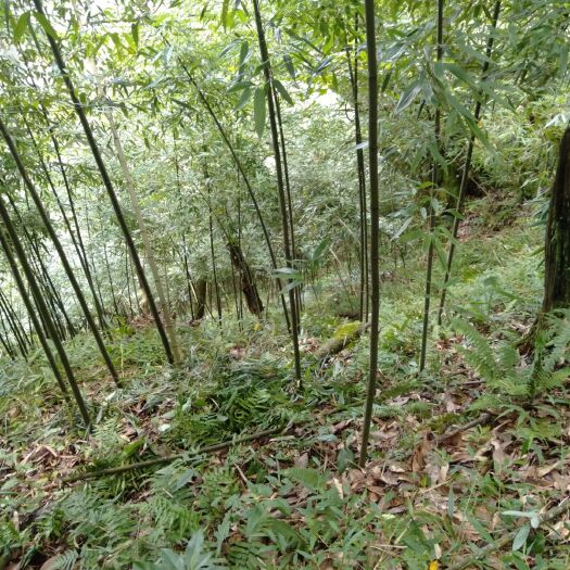 桐梓县方竹苗