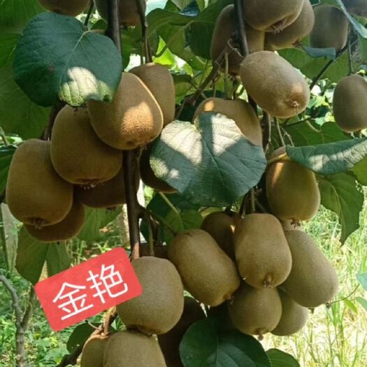 鄱阳县黄心猕猴桃 红黄绿都有