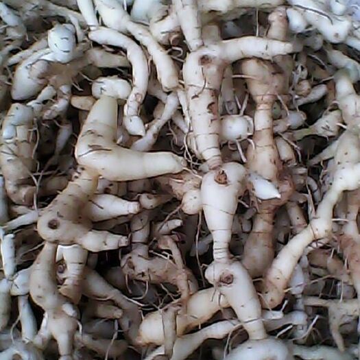 辉县市 鸡头黄精，质量好，量大从优！
