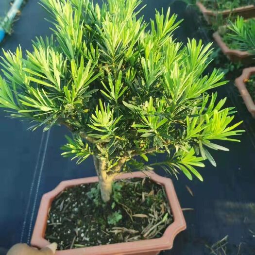沭阳县 罗汉松盆景素材苗通货小品盆景