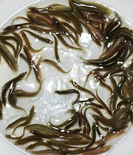 广州泥鳅苗  精品泥鳅  生猛易养 质高价廉