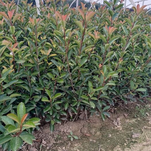 泰安 自产自销精品红叶石楠苗