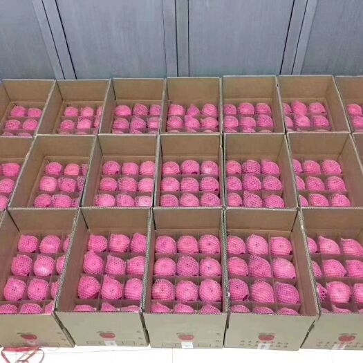 宜川县 观壶口瀑布，吃宜川苹果！
品名：高原红富士 
产地:  宜川