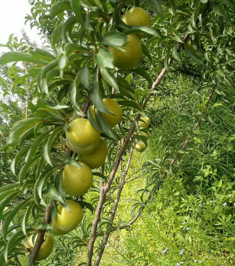 贵州优质蜂糖李子树嫁接苗 中熟脆甜脱骨离核适合南北方地区种植