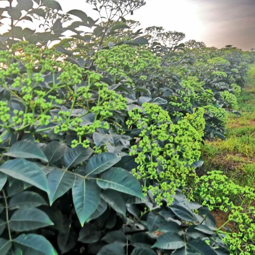 樟树市吴茱萸苗