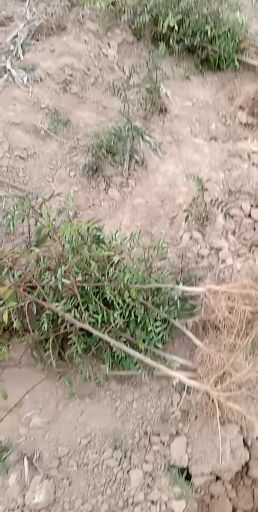 绛县 大红袍花椒苗山西花椒苗花椒苗基地
