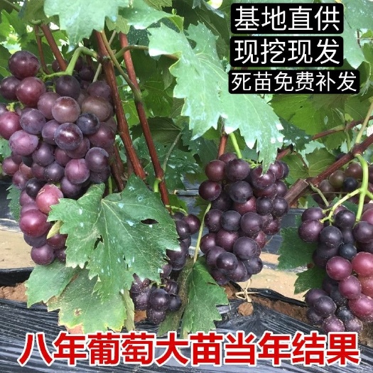 平邑县藤稔葡萄苗 滕稔葡萄树，8年成品树果实多多现挖现发包活包指导。