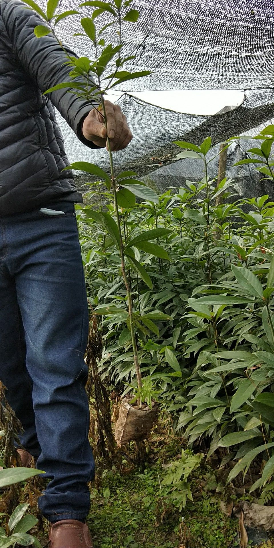 金丝楠木树苗袋苗杯苗 桢楠树苗 闽楠苗 楠木树苗 楠木苗