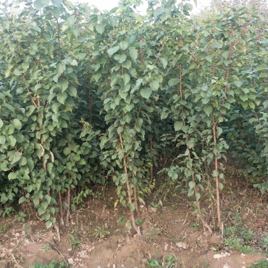 绛县树上干杏苗 纯度，大接杏，诚信经营。