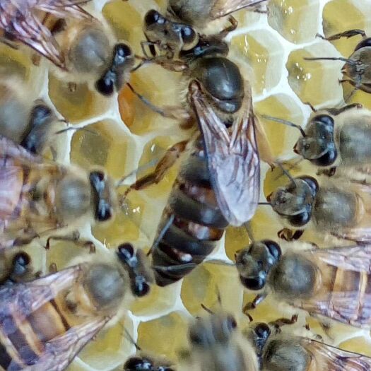 中华蜜蜂 中蜂，蜜王种群，长年维持5-8脾分蜂性弱，免费提供