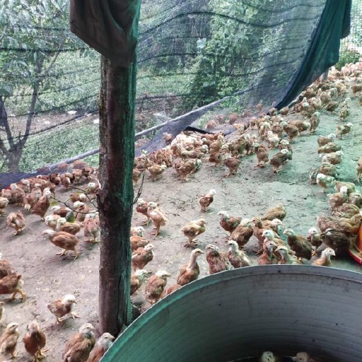 昆明 肉鸡，九斤黄鸡苗，全国发货，正规孵化场，疫苗包大，成活率高