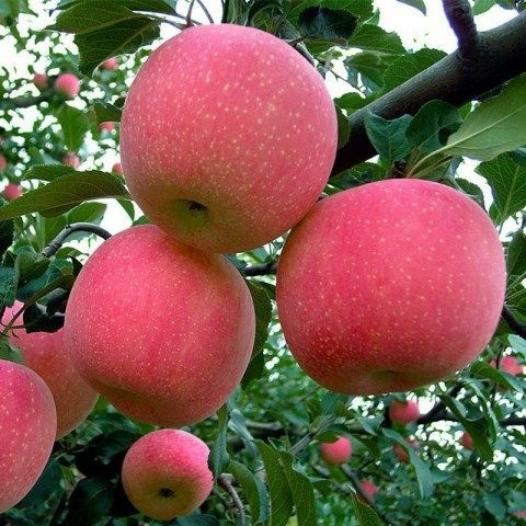 平邑县 红富士苹果树苗