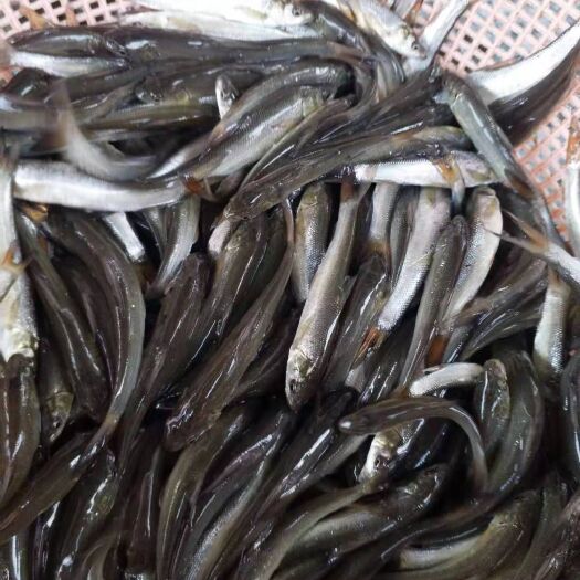 重庆市鱼苗 优质银鳕鱼苗规格苗 提供养殖技术包运输下塘 货到付款