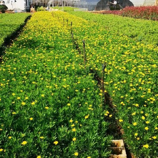 昆明木春菊苗 马上国家增用土地了，价格优惠