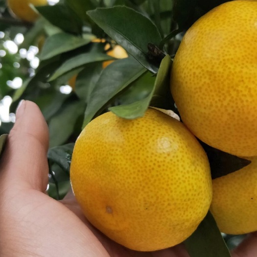 宜昌宜昌蜜桔  精品叶橘大量供应