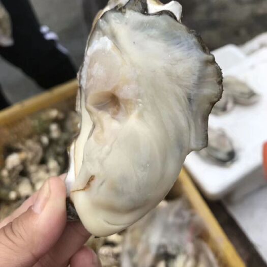 乳山市 乳山牡蛎