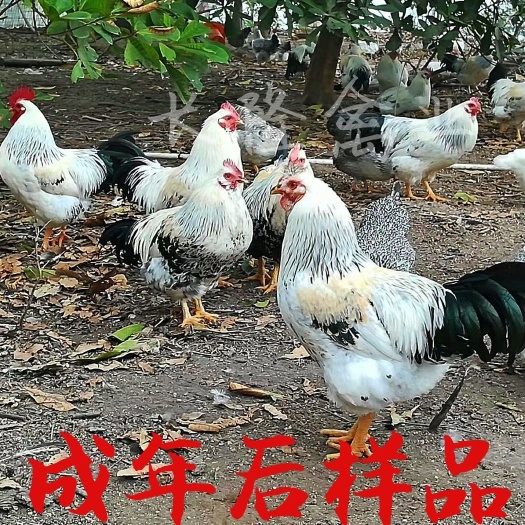 南宁 白芦花鸡苗