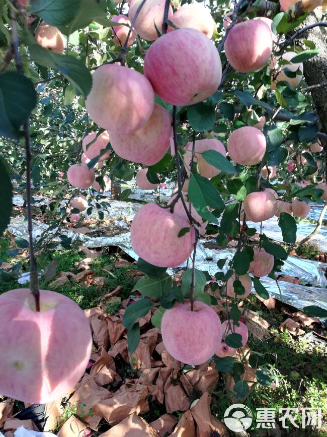  烟台栖霞苹果