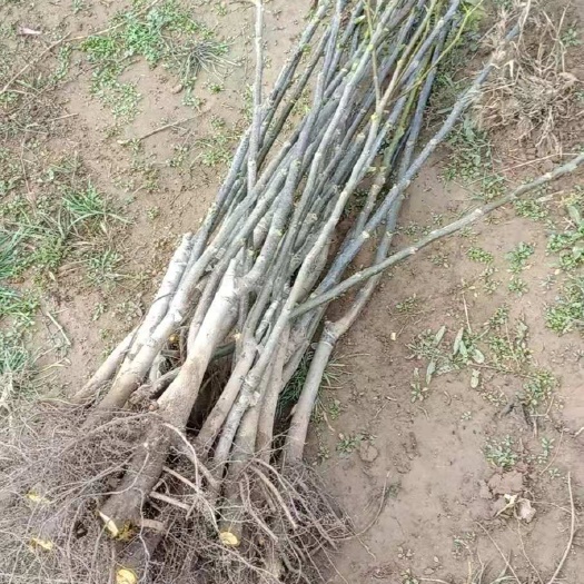 绛县大红袍花椒苗 薄皮核桃成品苗
