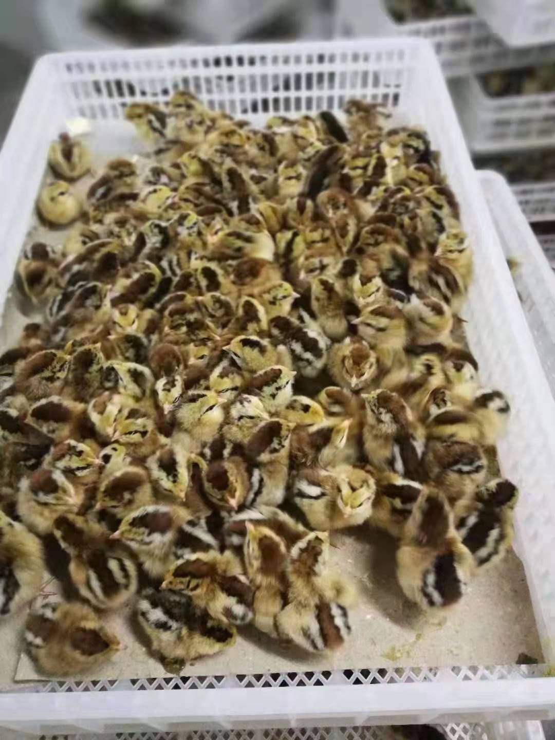  黑瑶鸡苗