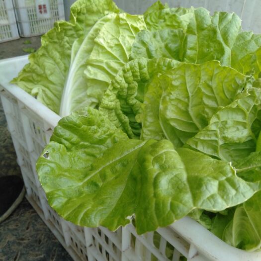 巨野县速生小白菜 火锅饭店家用