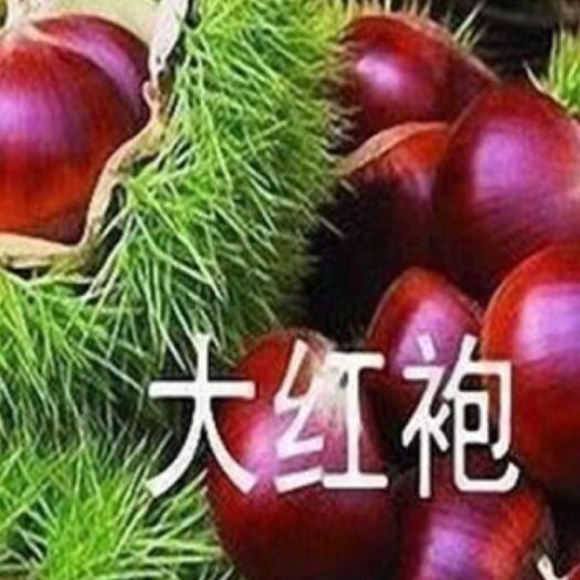 平邑县大红袍板栗苗 大红袍板栗包成活保纯度现挖先发