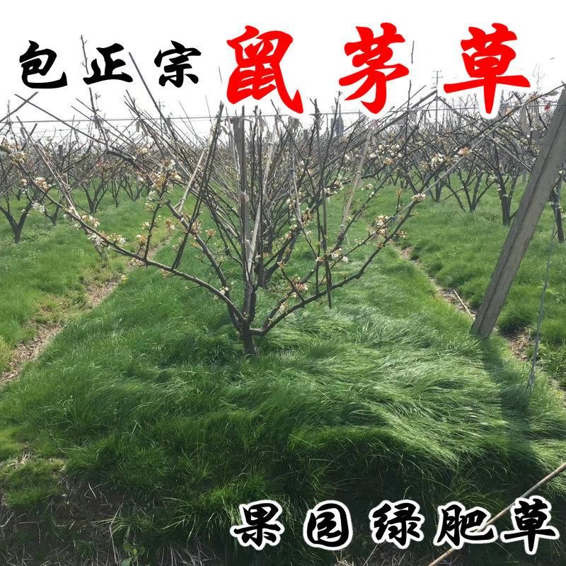 沭阳县鼠茅草种子果园树林绿肥正品包邮